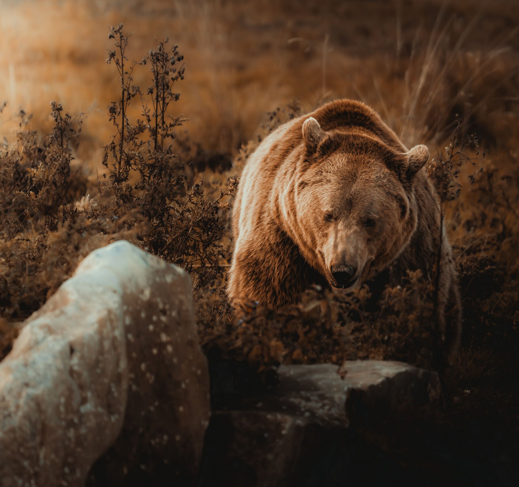 Platzhalter-Foto — Symbolbild: Grizzly-Nahaufnahme, nicht Ontario (vermutlich europäischer Braunbär, kein amerikanischer Schwarzbär)